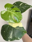 Monstera Thai Constellation Creme Brulee - hydroponika