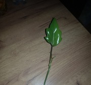 Philodendron filodendron Mayoi cięty szczyt 