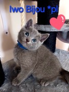 Kocurki rosyjskie niebieskie z rodowodem 5 pok wstecz Bijou*pl 