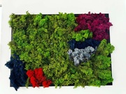 Obraz z mchu chrobotka reniferowego oprawiony w drewnianą ramę. 73x53