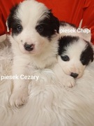 Szczeniaki Border Collie z rodowodem 