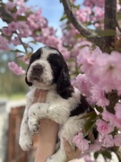 Springer Spaniel Angielski FCI