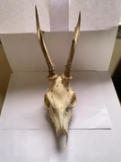 Trofeum myśliwskie, Parostki, poroże sarny rogacza, kozła, koziołka