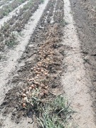 Cebula 5 kilo wysyłka inpost prosto od rolnika