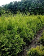 Tuja BrabantPromocja Okazja