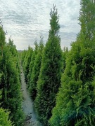 Tuja Szmaragd Thuja Smaragd Lubin od 120 cm