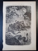 Piękna oryginalna litografia XIX - XX w. - Żmije zygzakowate