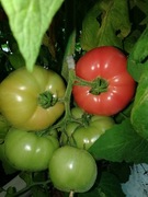 Pomidor Fuchsia F1 firmy Yuksel 5 nasion malinowy odporny