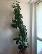 Ketmia Róża chińska domowa - Kwiat, duża 2m OKAZJA