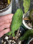 hoya CLEMENSIORUM RED | sadzonka cięta 1w