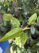 Philodendron calkins gold marmurkowy filodendron