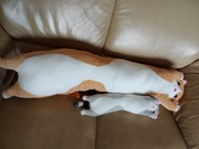 DŁUGI KOT Kotek Poduszka Maskotka 130cm XXXL