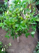 Trzykrotka zielona nr 3 - 35 cm