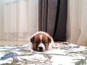 Choco Jack Russell Terrier FCI ZKwP