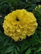 Aksamitka niska WIELKOKWIATOWA żółta 