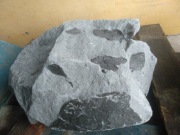 Głaz ze skamieliną skamieniałość w piaskowcu