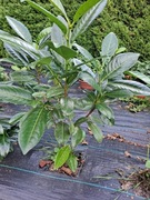 Piękne zdrowe Laurowisnie