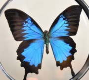 Gablotka PaUss_1, dwustronna, motyl Papilio ulysses.