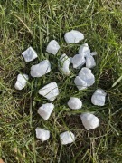 Kalcyt Błękitny (Niebieski)