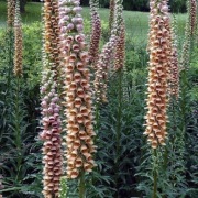 Naparstnica rdzawa  Digitalis ferruginea 20n