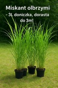 Miskant olbrzymi 