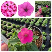 Supertunia Vista mini Hot Pink wysyłka natychmiast