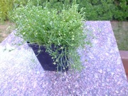 Karmnik ościsty w doniczce p9