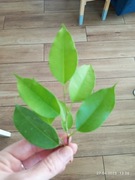 Ficus fikus Benjamina Esther