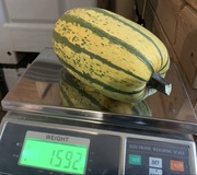 Dynia makaronowa stripetti