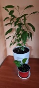 Hibiskus variegata rzadka odmiana + gratis zielistka 