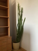 Wilczomlecz trójżebrowy Euphorbia trigona z doniczką 175cm