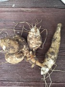 Topinambur albik, słonecznik bulwiasty kg