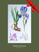 Akwarela malarstwo realistyczne art deco, irys i kwiat lotosu kwiaty