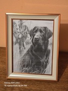 Grafika myśliwska łowy polowanie. B5. Labrador czarny. Kaczki. Krzyżówki.