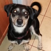 Zwierzę oddam w dobre ręce sunia ma nie cały rok jest ułożona ma 