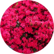 Azalia japońska Maruschka 2L