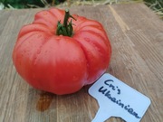 CHRIS UKRAINIAN nasiona Pomidor Kolekcjonerski