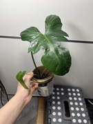 Filodendron Philips Green Dragon