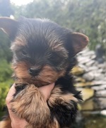 Yorkshire Terrier 