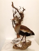 Kaczka drzewica spreparowana, wypchana, ptak