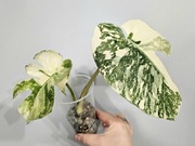 Monstera Noid nietypowe wybarwienie szczyt w hydroponice 