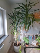 Yucca elephantipes Jukka gwatemalska 230cm