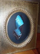 Ramka z skrzydłami motyla niebieski