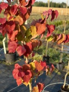 JUDASZOWIEC 'ETERNAL FLAME'- Cercis canadensis 