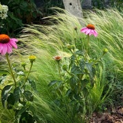 Ostnica cieniutka Pony Tails