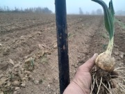 Czosnek słoniowy 5 sadzonek sloniowy gigant 