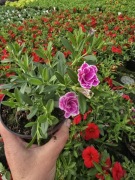 Million Bells - Sweet Love 