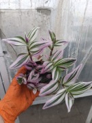 trzykrotka albiflora nanonuk S