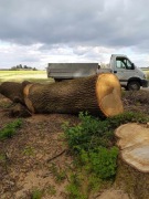 wycinka drzew //usuwanie trudnych drzew // pielęgnacja drzew