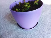 Roślina, kwiat Pieniążek, Pilea peperomioides.